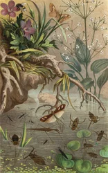 Deutsche Wasserwanzen und Wasserläufer